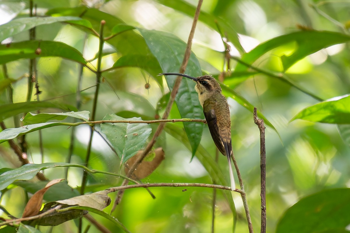 Long-tailed Hermit - ML635879265