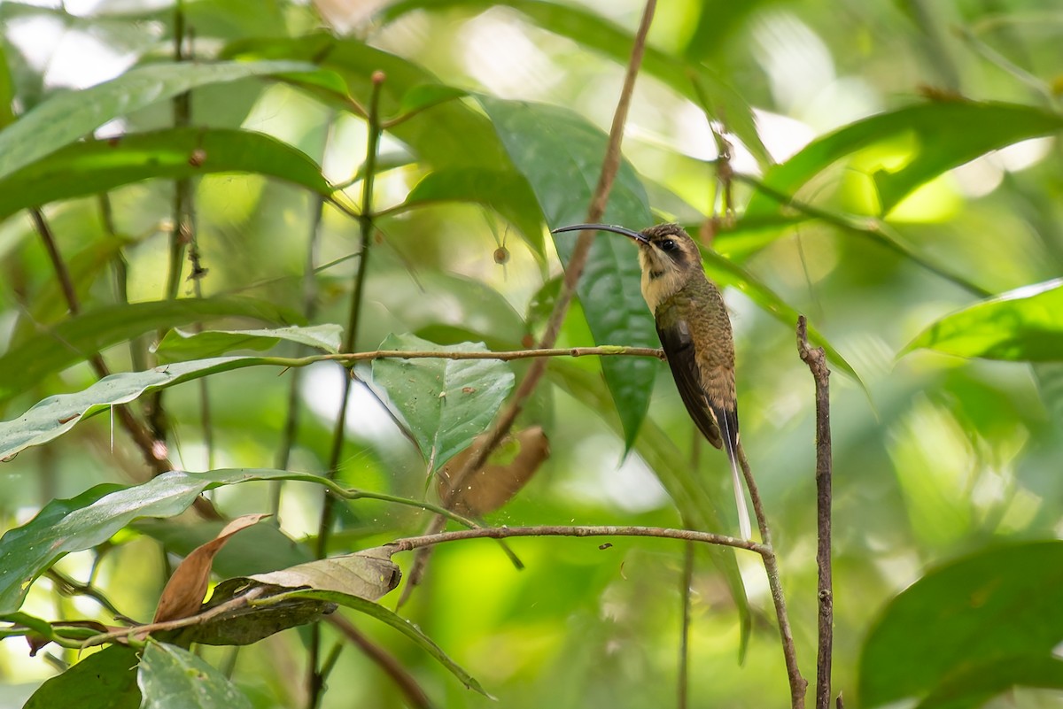 Long-tailed Hermit - ML635879266