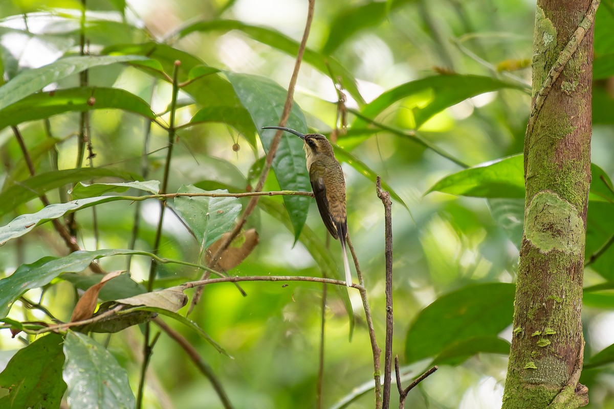 Long-tailed Hermit - ML635879267