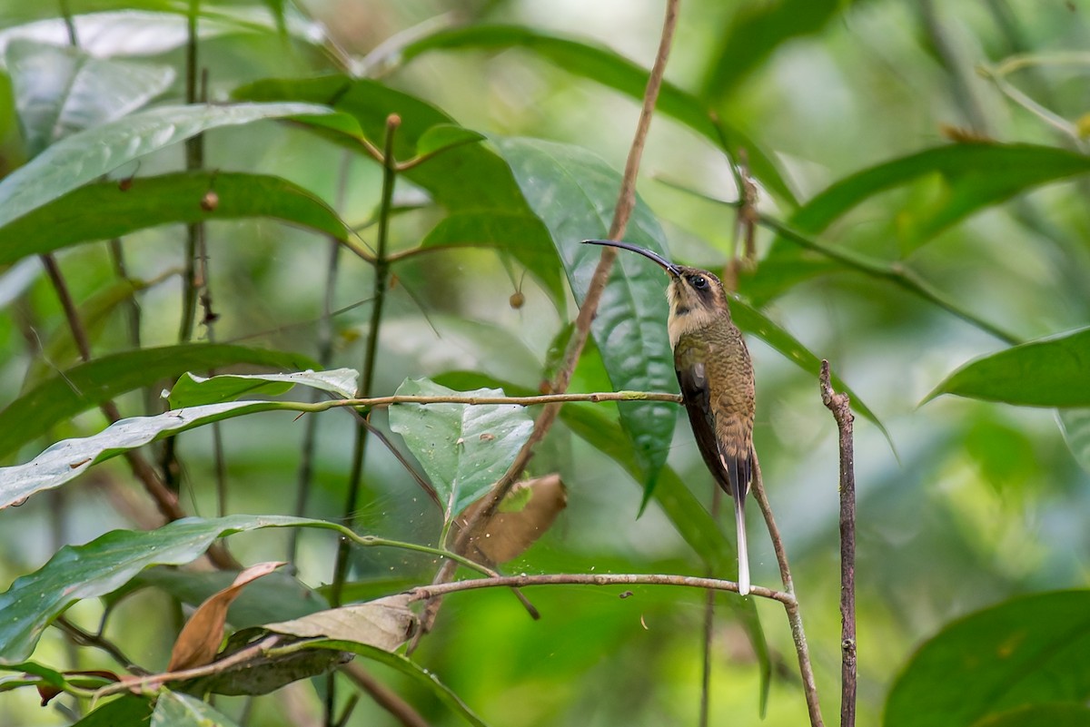 Long-tailed Hermit - ML635879268