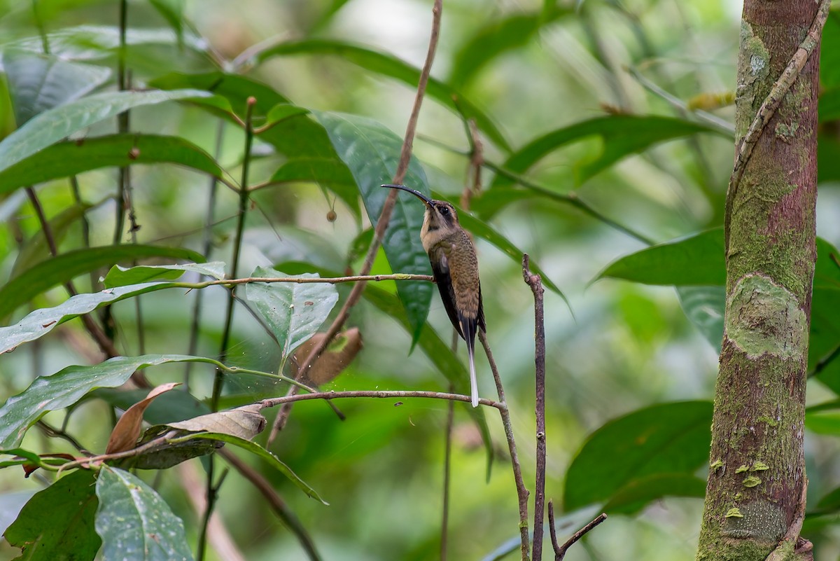 Long-tailed Hermit - ML635879269