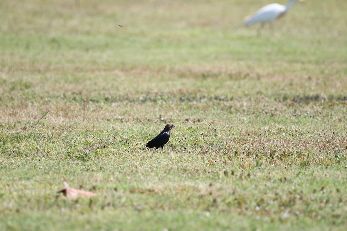 Brown-headed Cowbird - ML635879277
