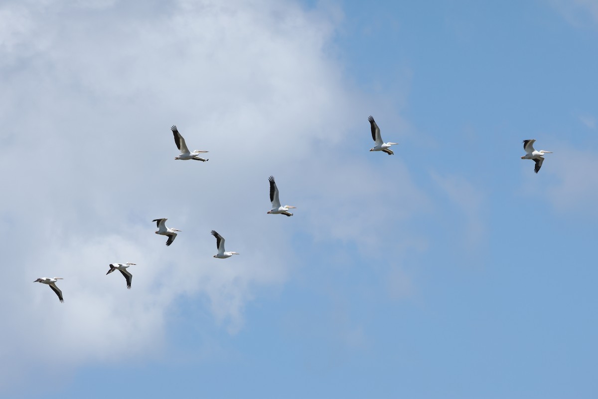 American White Pelican - ML635879300