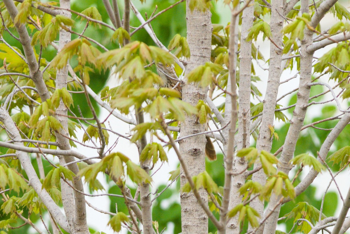 Brown Thrasher - ML635879307