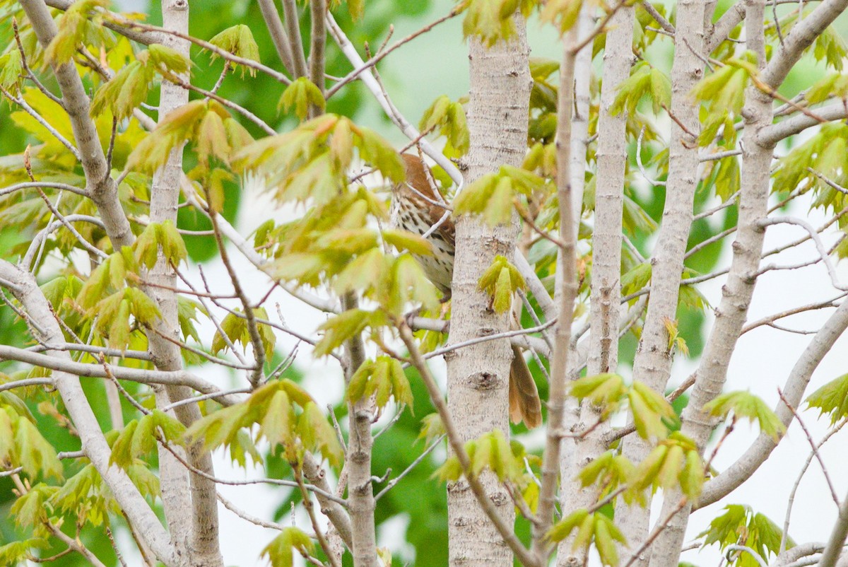 Brown Thrasher - ML635879310