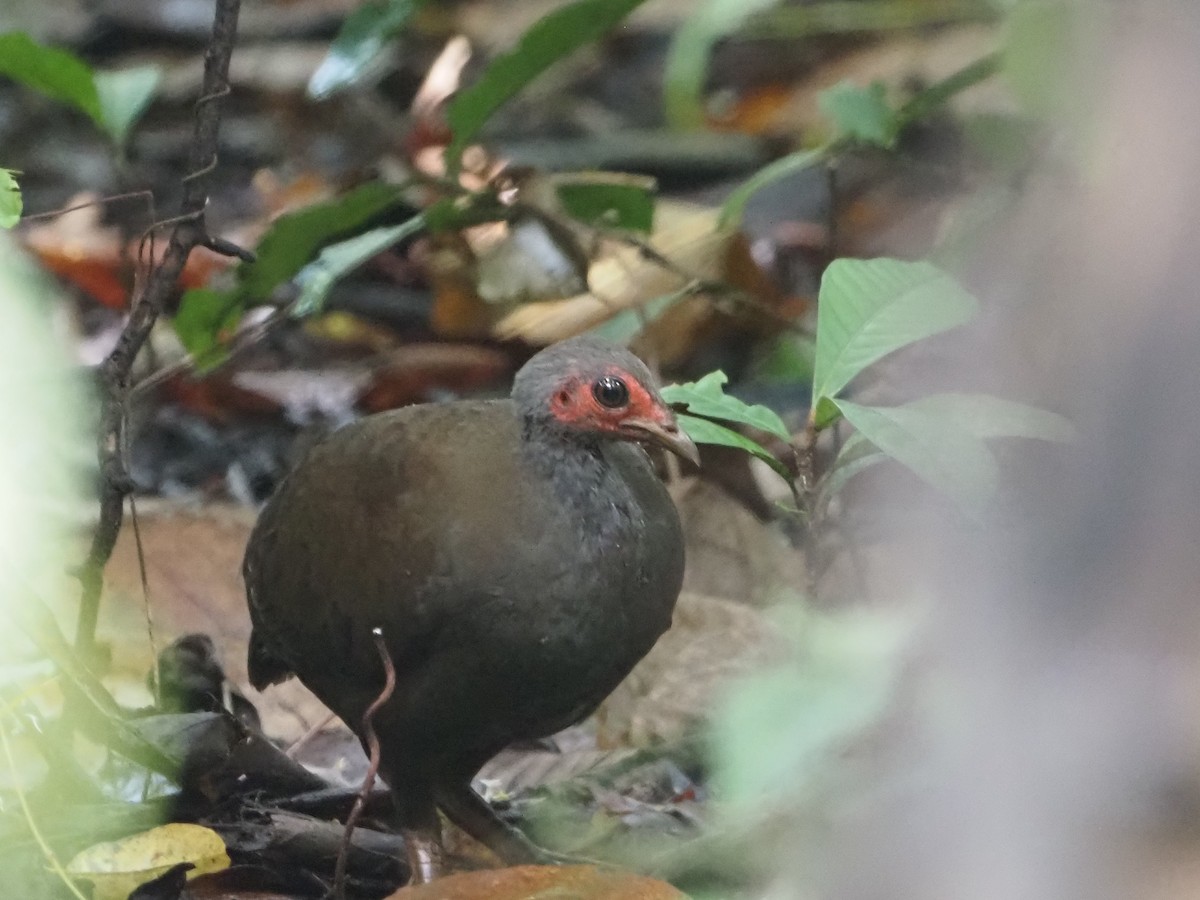 Philippine Megapode - ML635879311