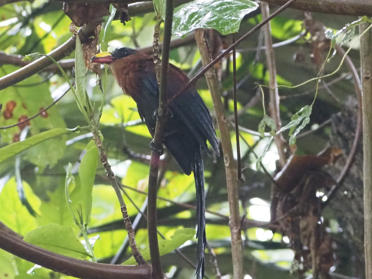Yellow-billed Malkoha - ML635879325