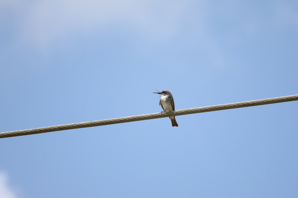 Gray Kingbird - ML635879327