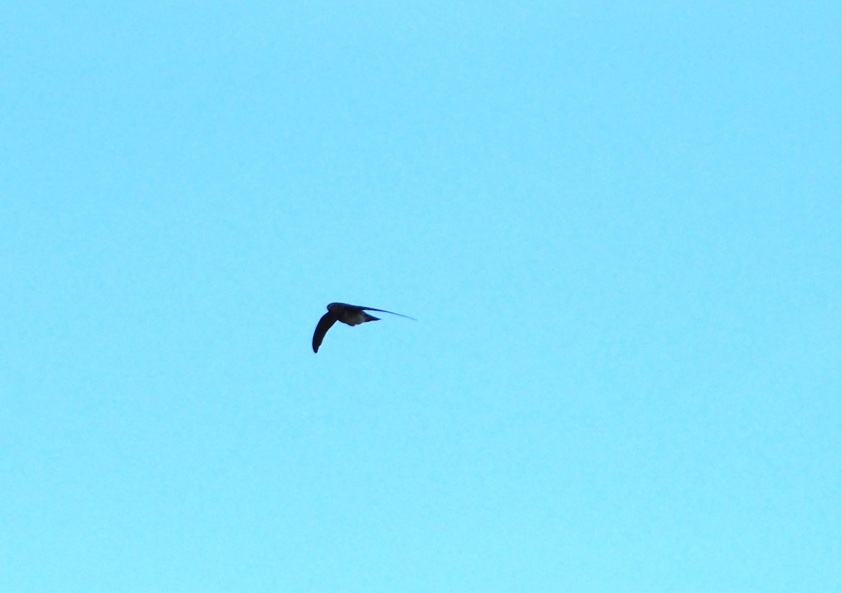 Glossy Swiftlet - ML635879329