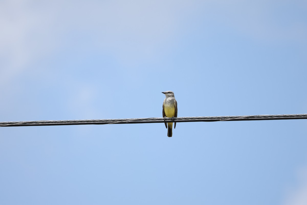 Western Kingbird - ML635879334