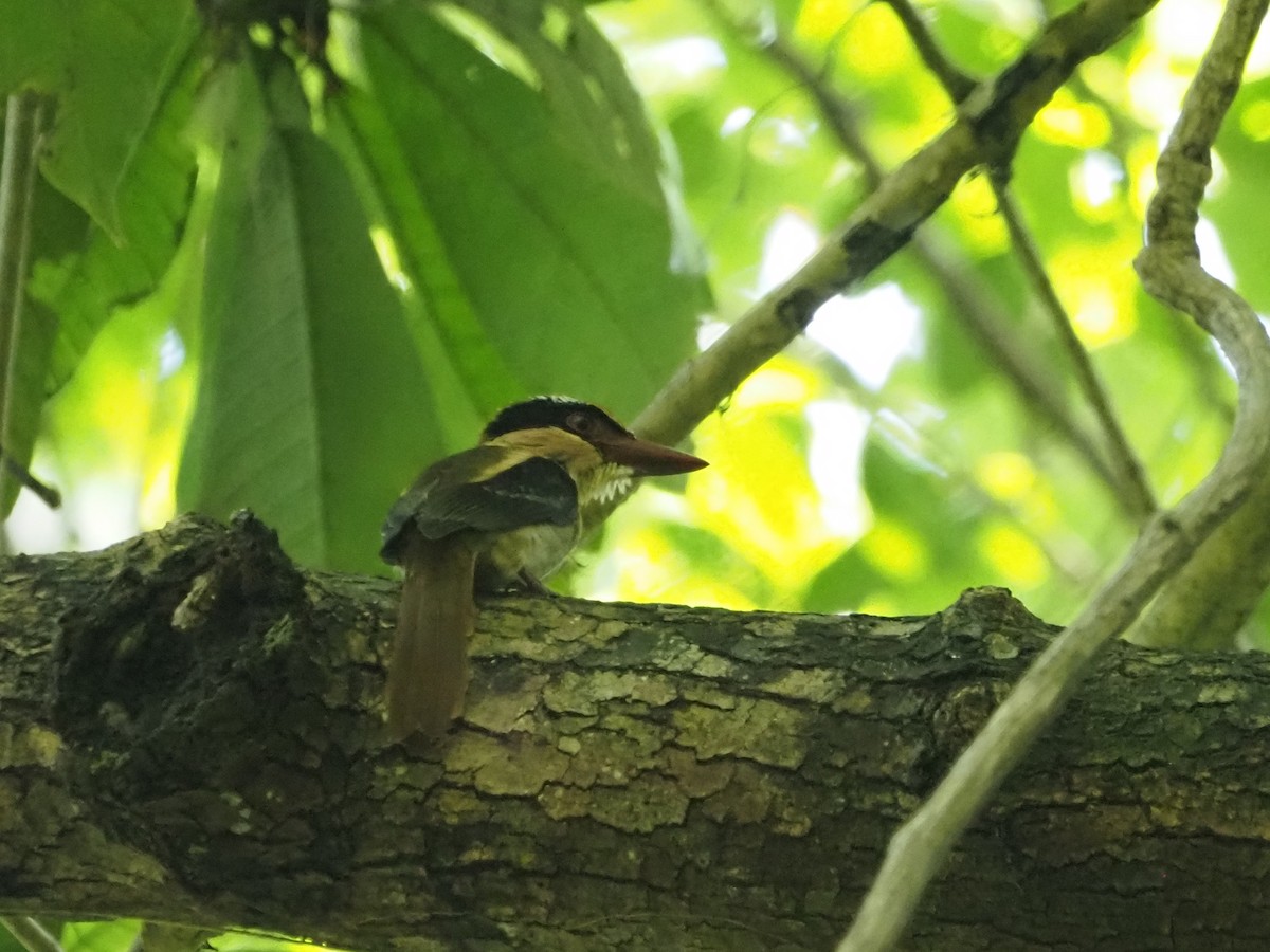 Sulawesi Lilac Kingfisher - ML635879336