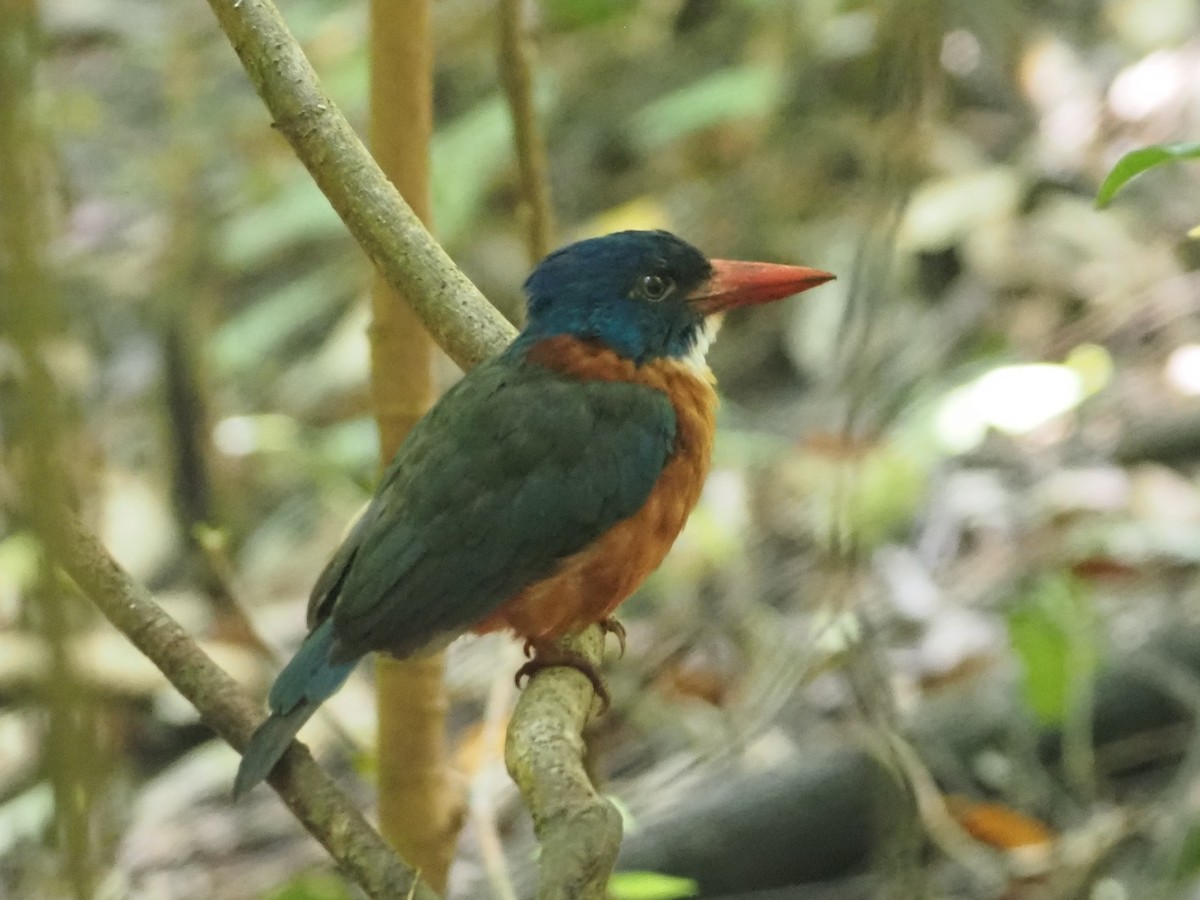Green-backed Kingfisher - ML635879340