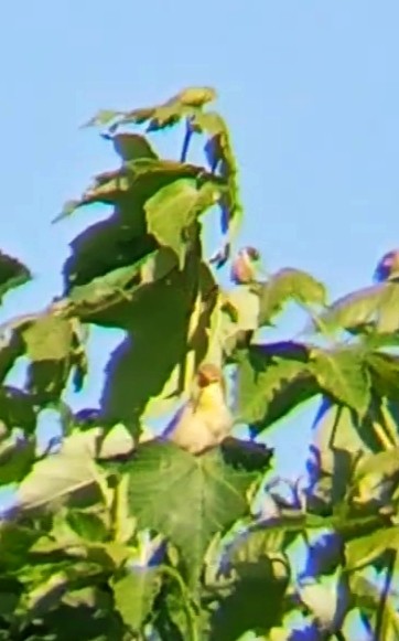 Melodious Warbler - ML635879357