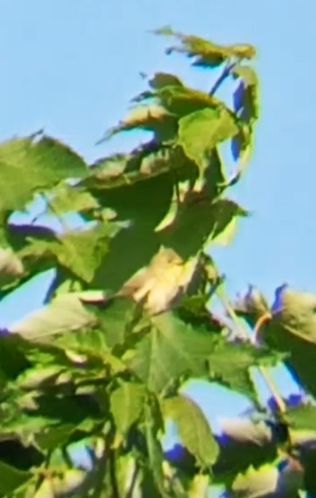 Melodious Warbler - ML635879358