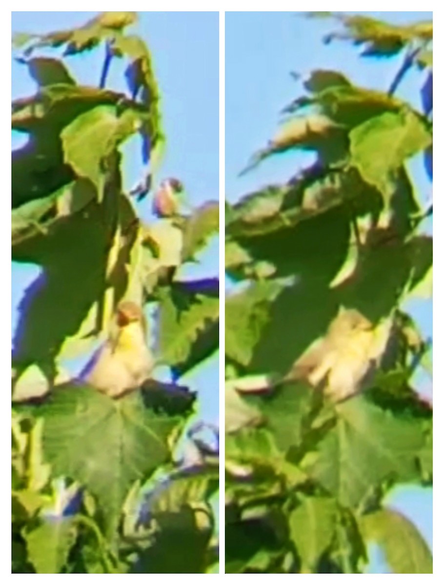 Melodious Warbler - ML635879362
