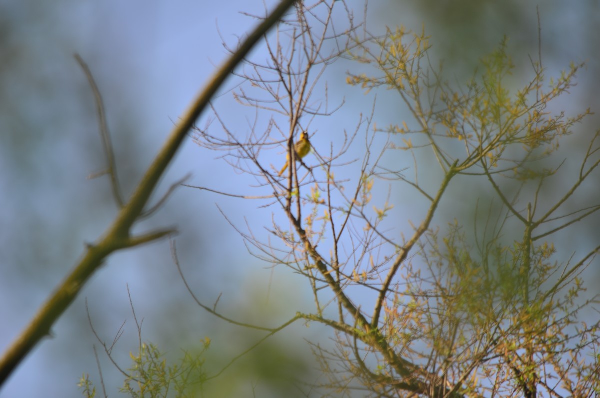 Gartentrupial - ML635879385