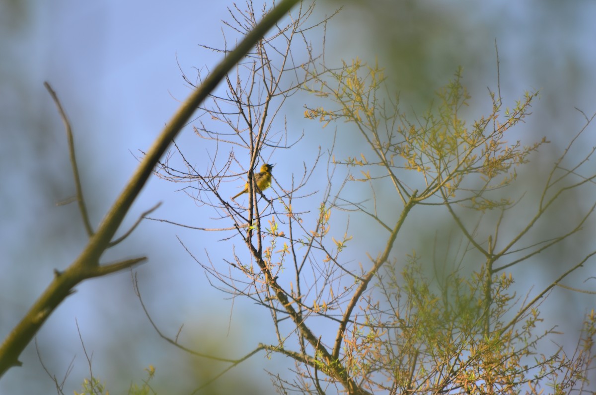 Gartentrupial - ML635879386
