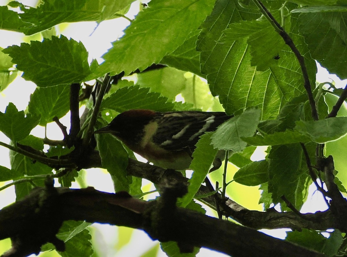 Bay-breasted Warbler - ML635879395