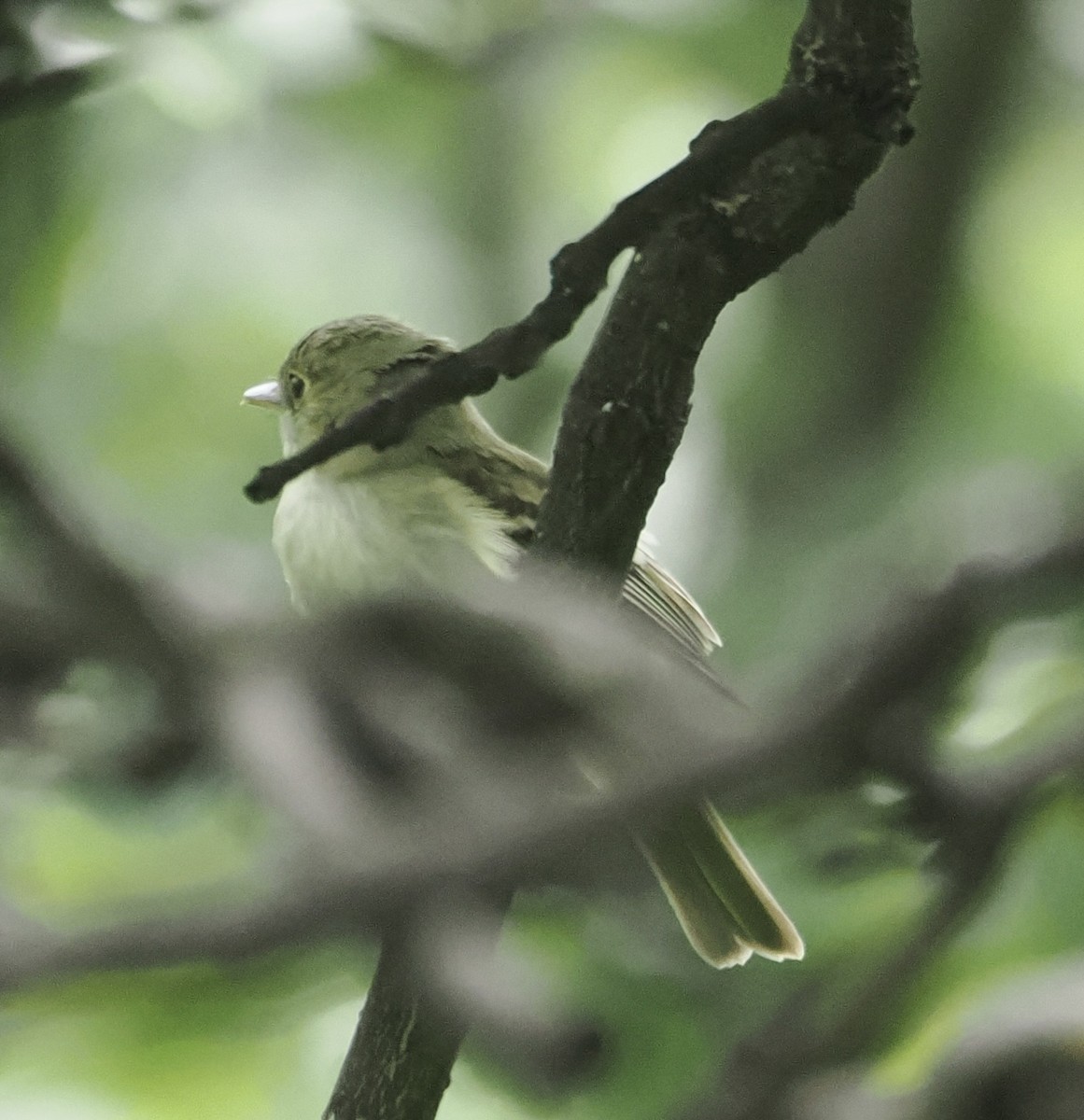 Acadian Flycatcher - ML635879396