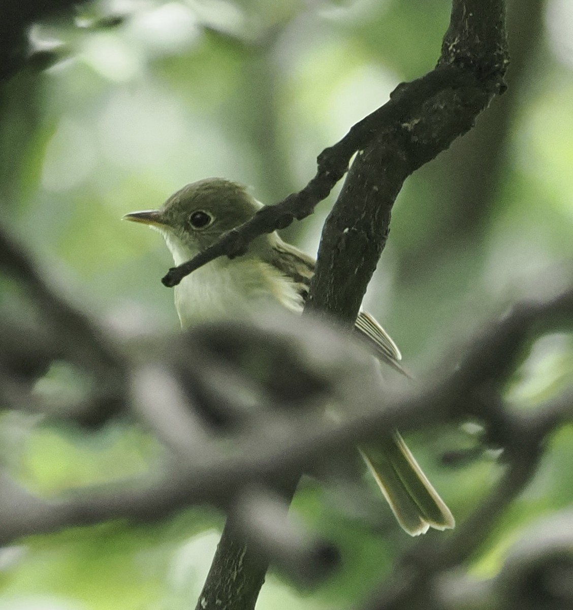 Acadian Flycatcher - ML635879397