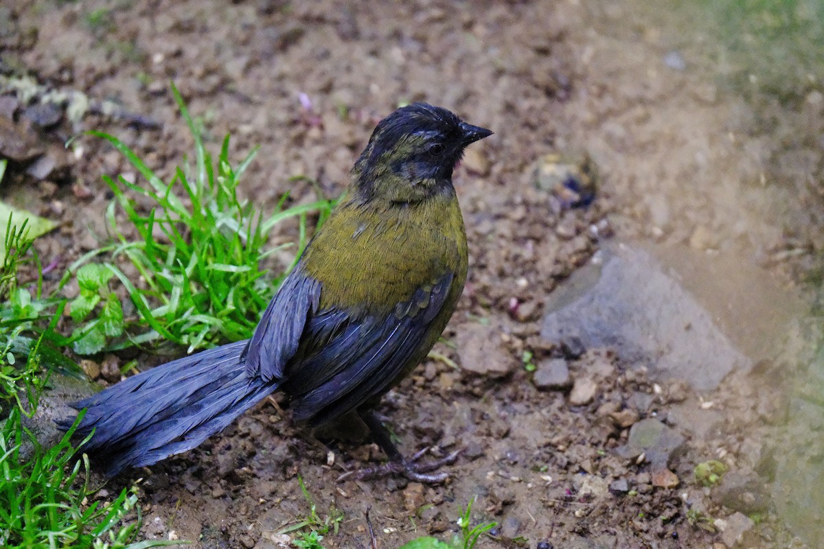 Large-footed Finch - ML635879409