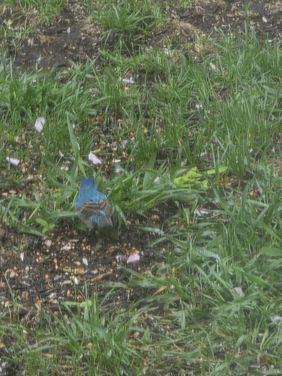 Indigo Bunting - ML635879524