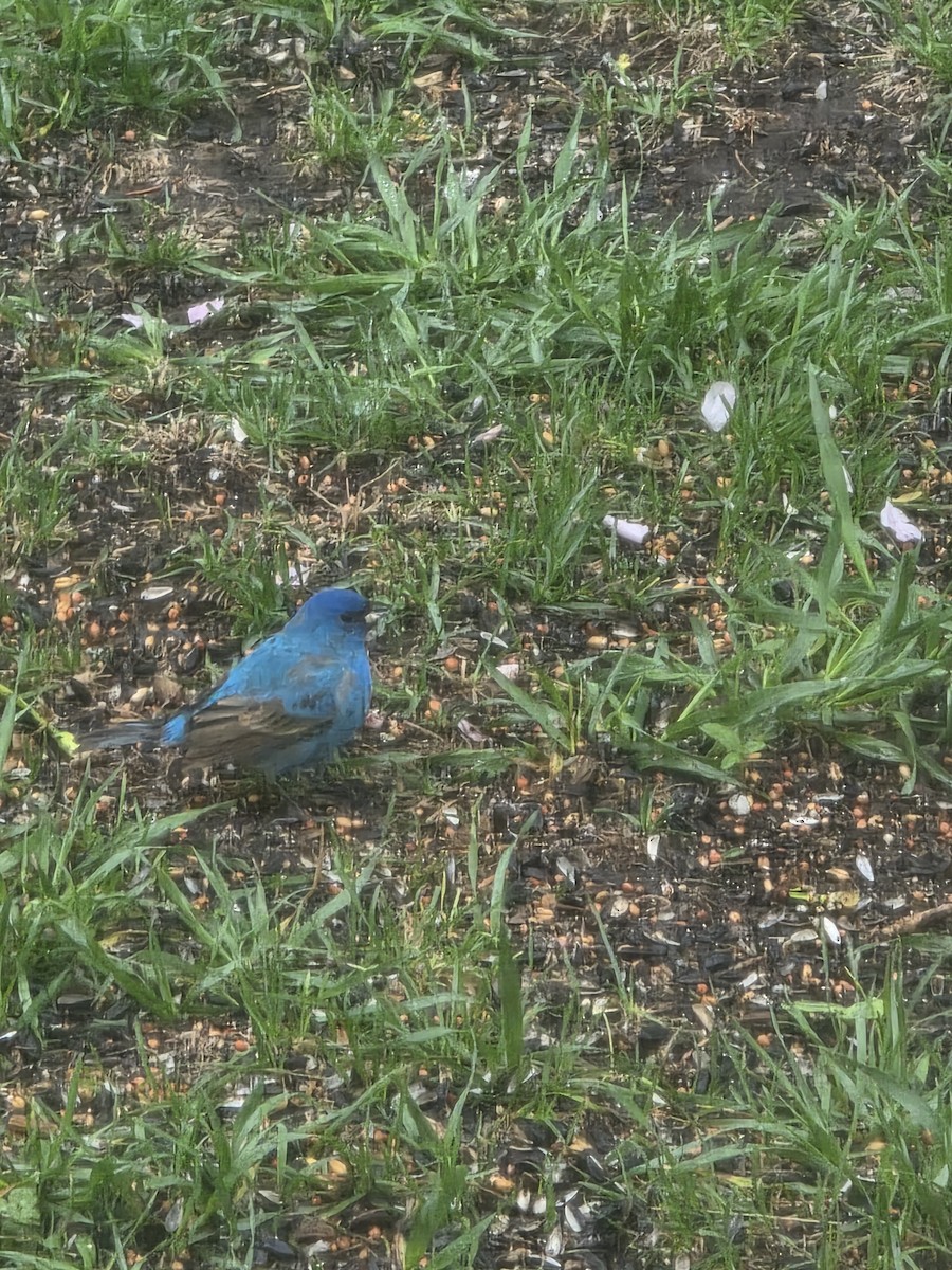 Indigo Bunting - ML635879525