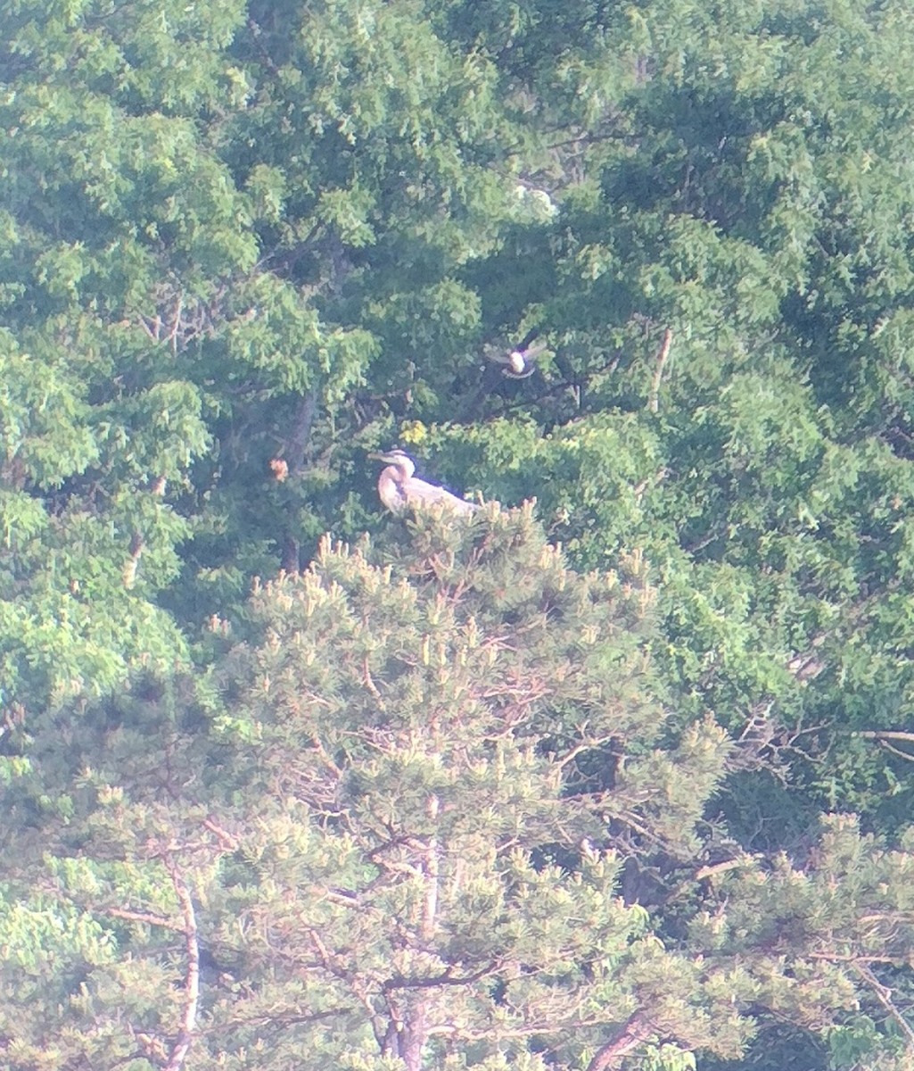 Eastern Kingbird - ML635879577
