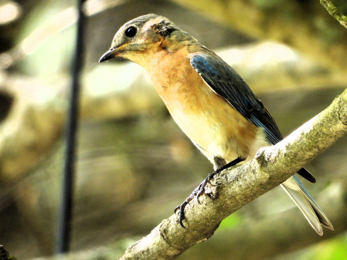 salašník modrý - ML635879798