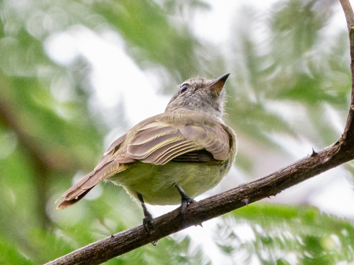 Greenish Elaenia - ML635879819