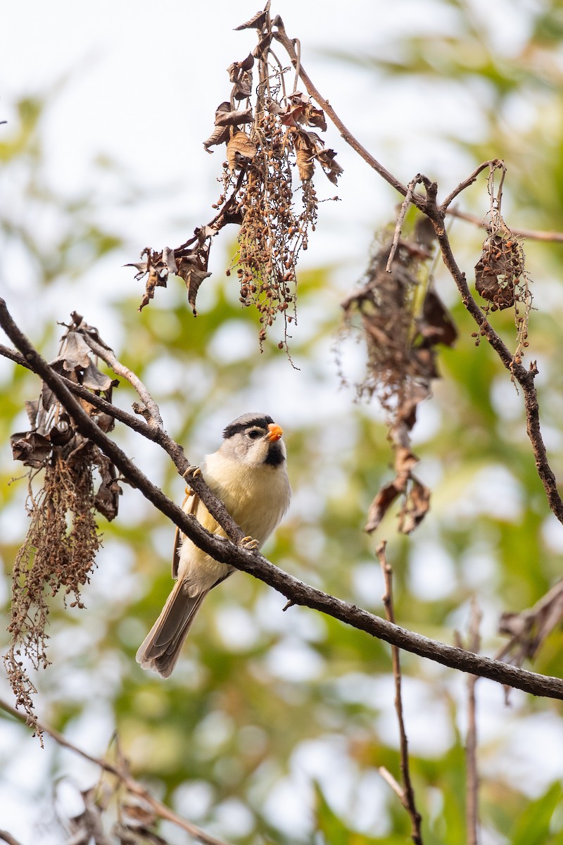 Gray-headed Parrotbill - ML635879956