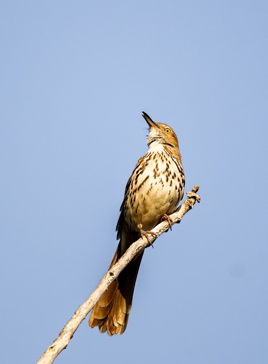 Brown Thrasher - ML635879988