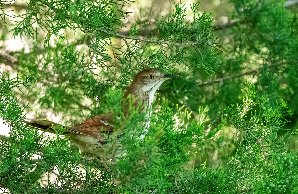 Brown Thrasher - ML635879989