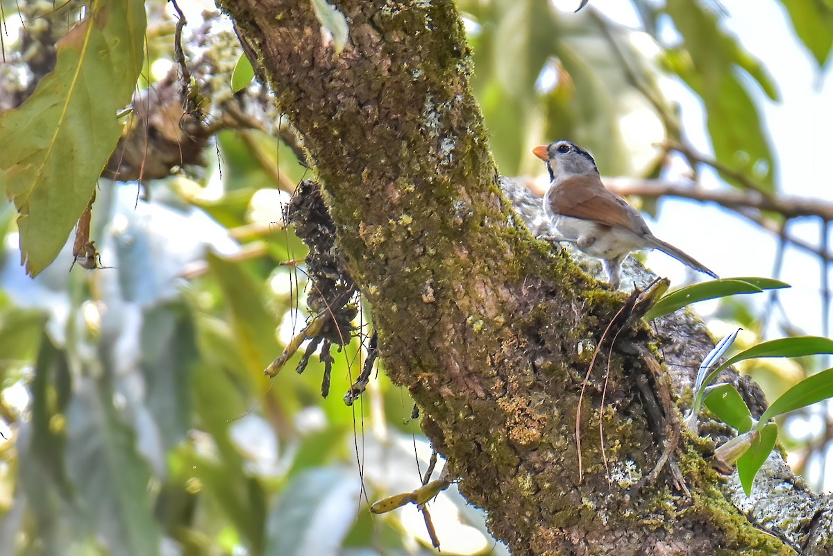Gray-headed Parrotbill - ML635880024