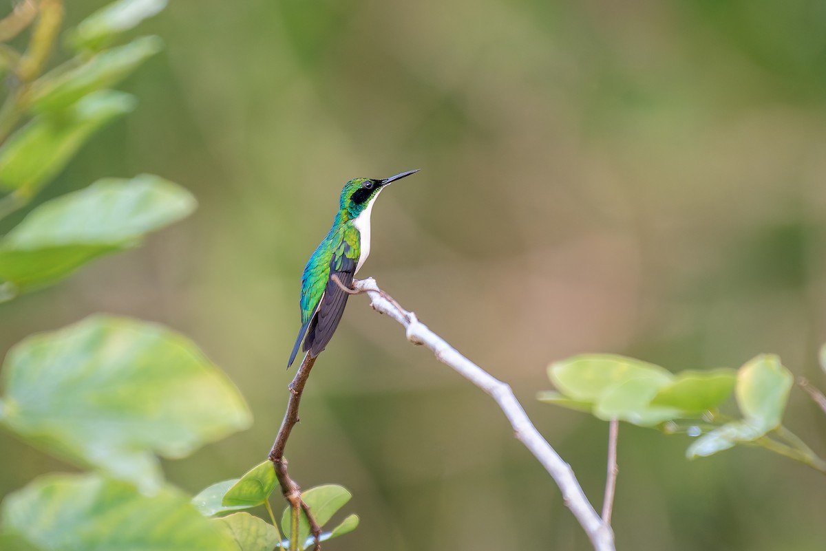 Black-eared Fairy - ML635880070