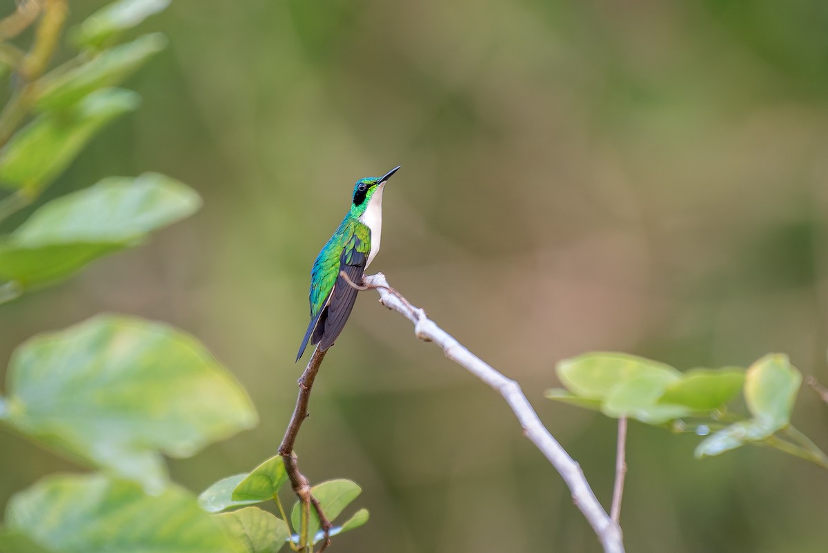 Black-eared Fairy - ML635880071