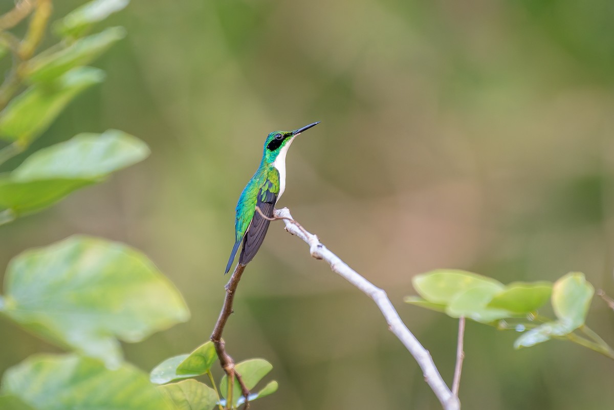 Black-eared Fairy - ML635880072