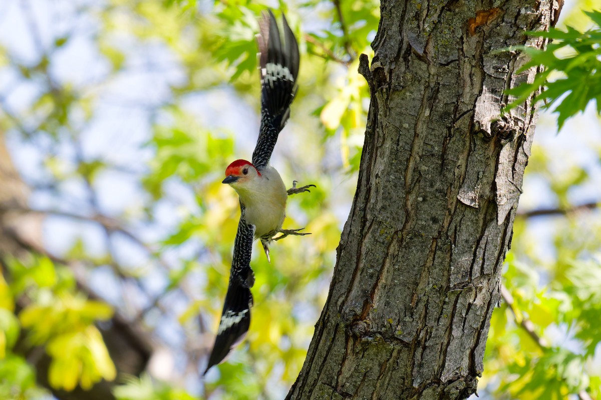 Red-bellied Woodpecker - ML635880089