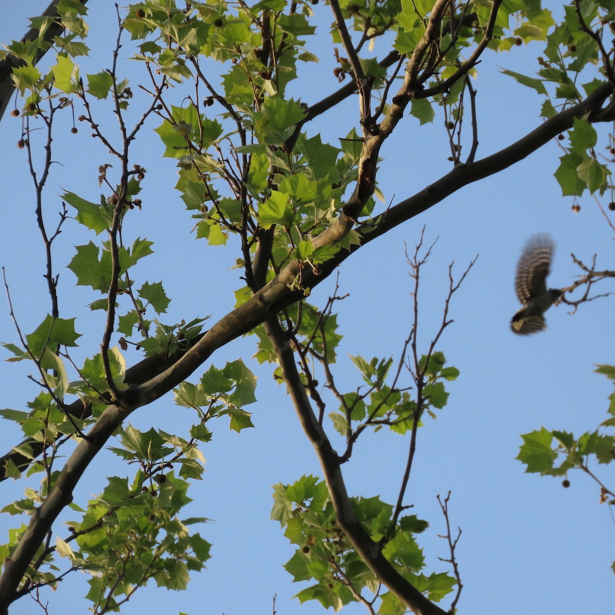 Downy Woodpecker - ML635880103