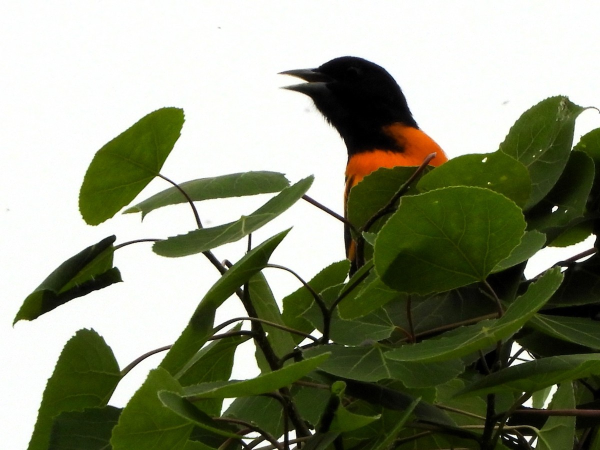 trupiál baltimorský - ML635880168