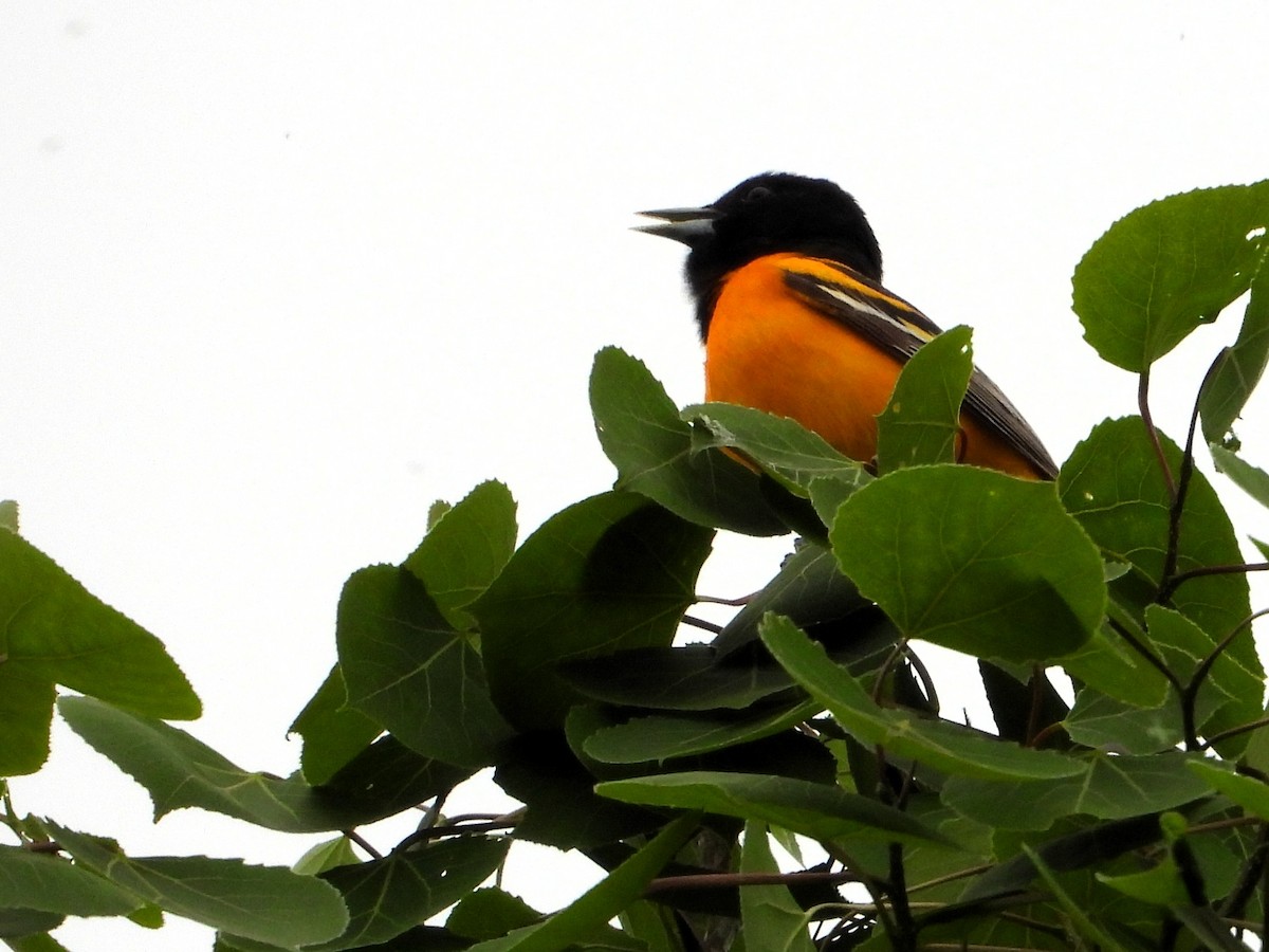 trupiál baltimorský - ML635880207