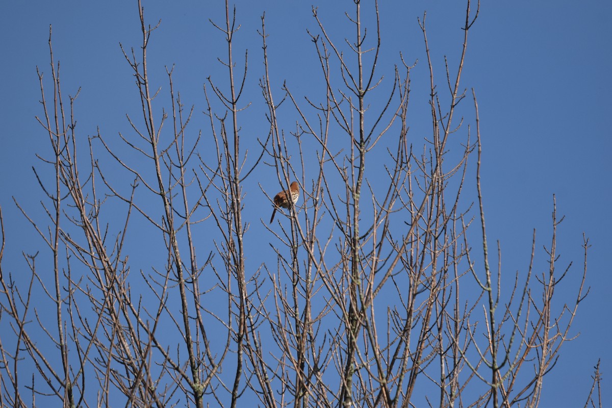 Brown Thrasher - ML635880234