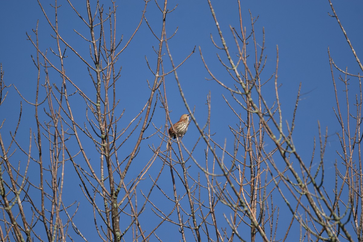 Brown Thrasher - ML635880235