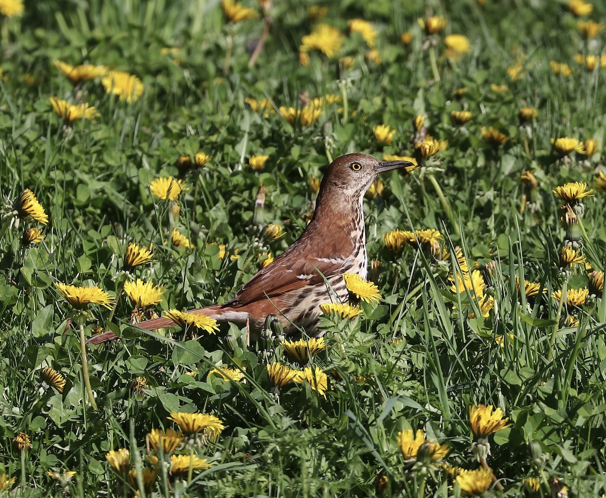 Brown Thrasher - ML635880276