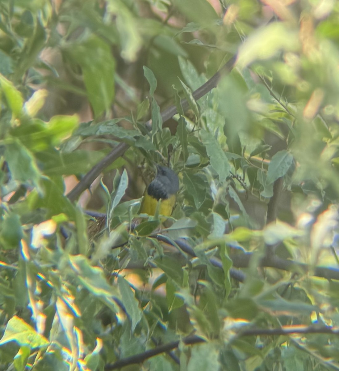 Mourning Warbler - ML635880284