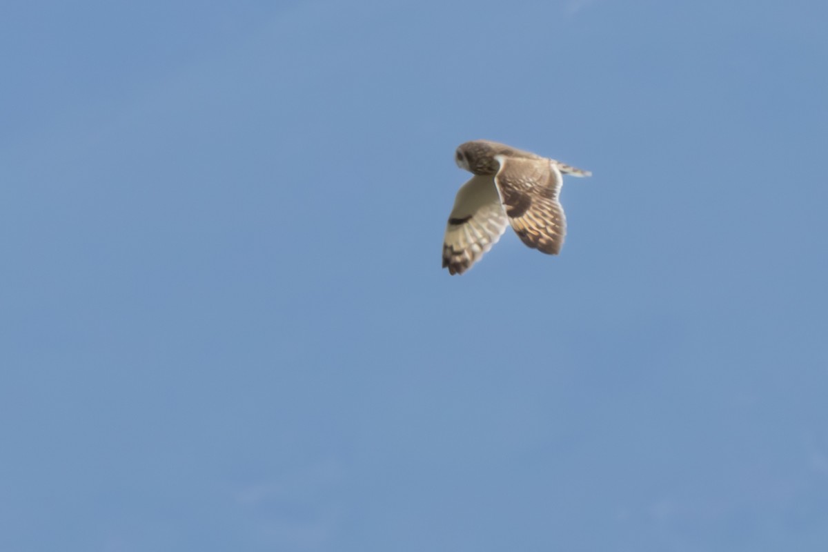 Short-eared Owl (Northern) - ML635880342