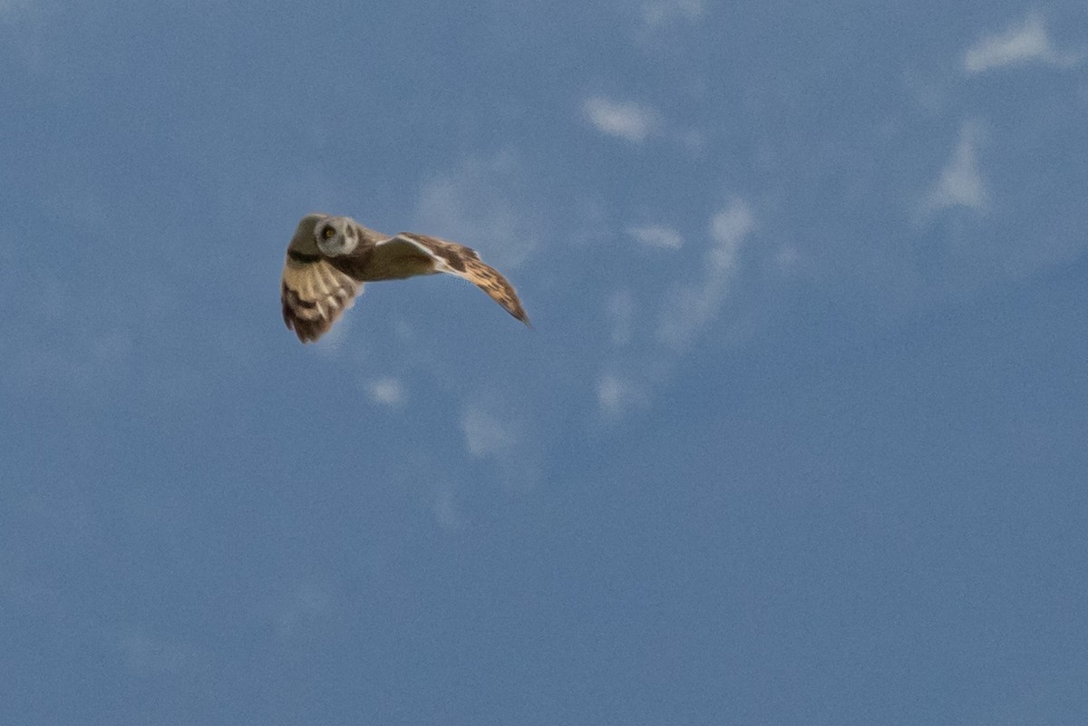 Short-eared Owl (Northern) - ML635880343