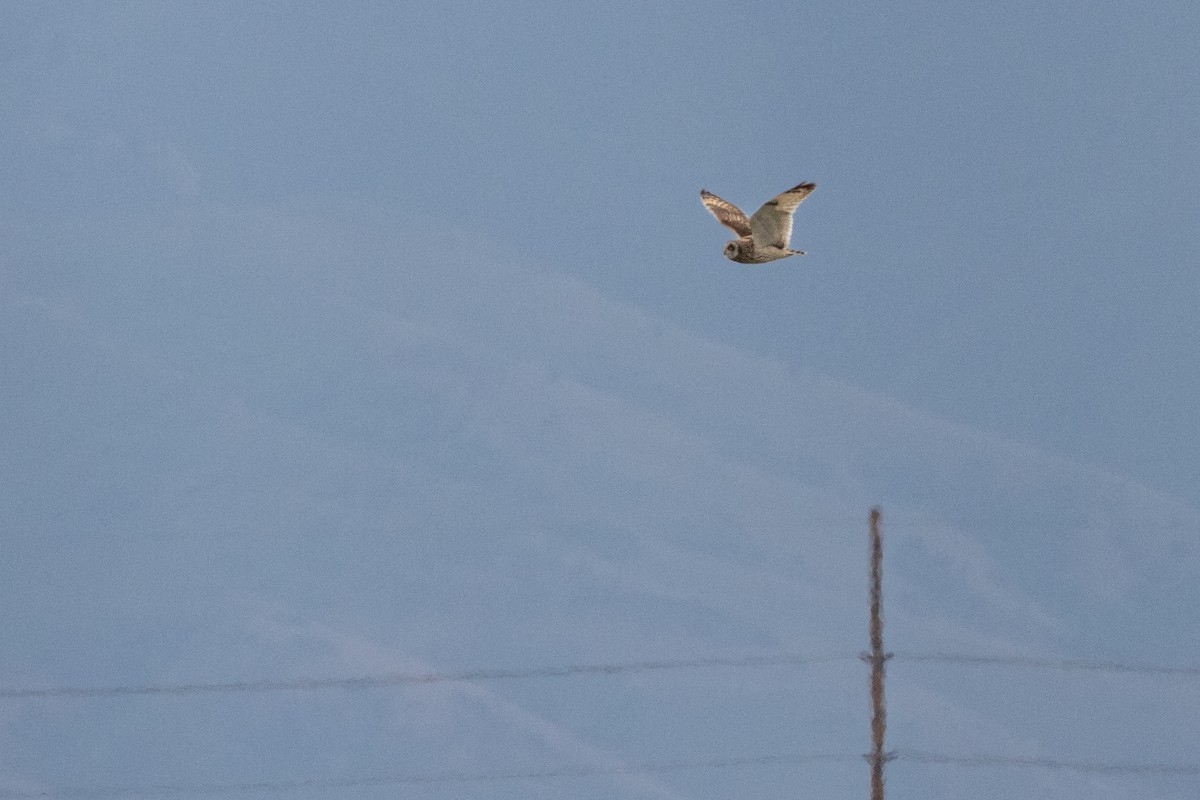 Short-eared Owl (Northern) - ML635880344