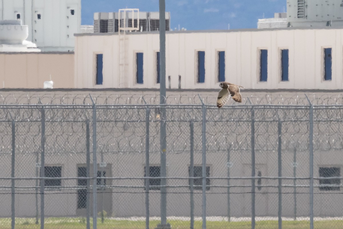 Short-eared Owl (Northern) - ML635880345