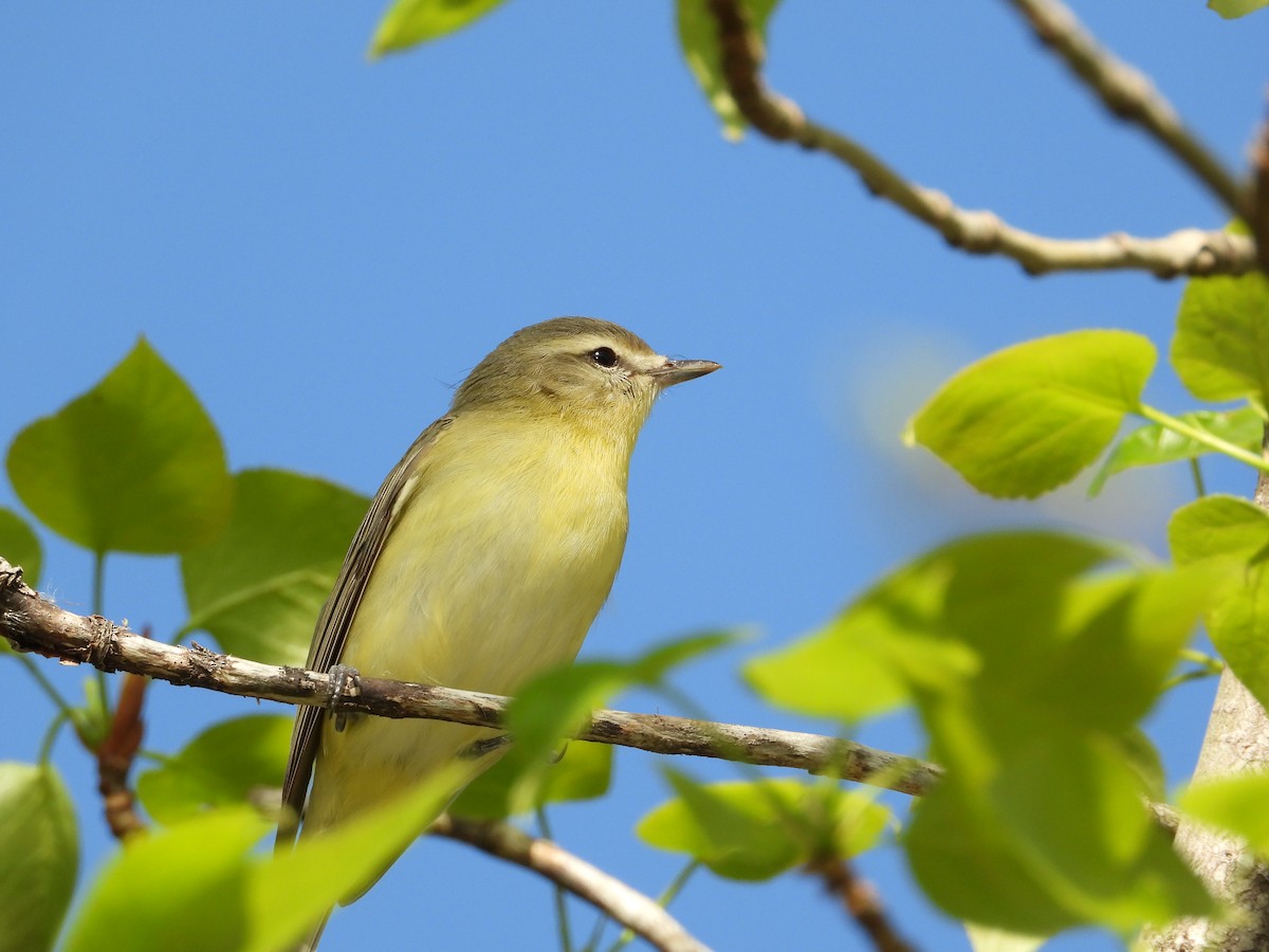 Philadelphia Vireo - ML635880359